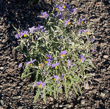 Silverleaf Nightshade Solanum elaeagnifolium 