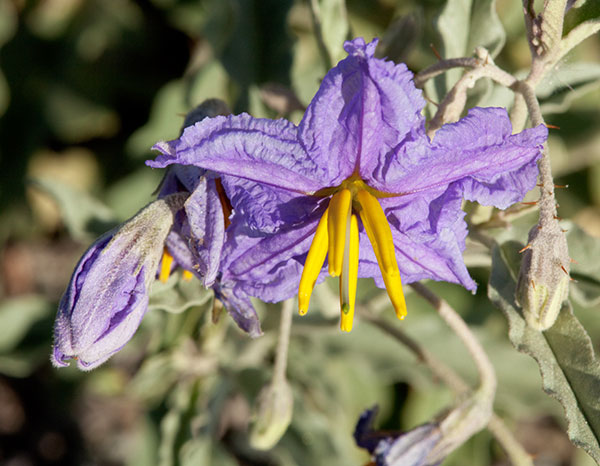 Silverleaf Nightshade Solanum elaeagnifolium 