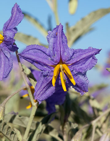 Silverleaf Nightshade Solanum elaeagnifolium 