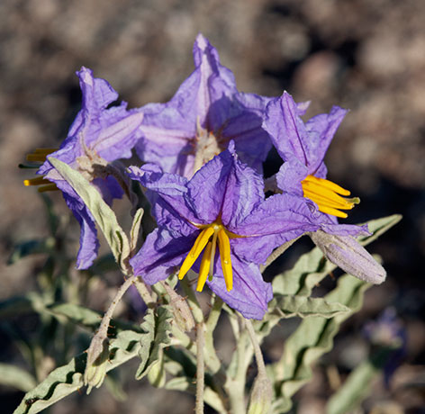Silverleaf Nightshade Solanum elaeagnifolium 