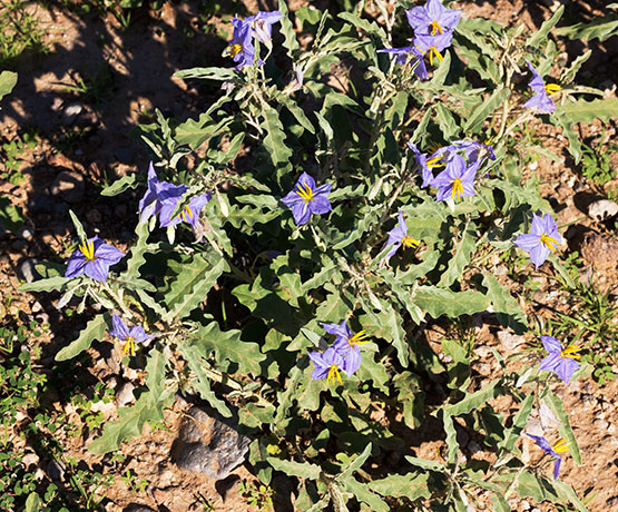 Silverleaf Nightshade Solanum elaeagnifolium 