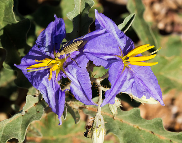 Silverleaf Nightshade Solanum elaeagnifolium 