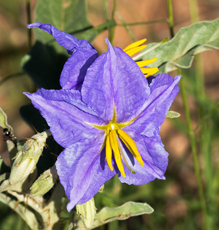 Silverleaf Nightshade Solanum elaeagnifolium 