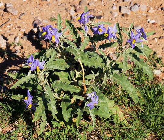 Silverleaf Nightshade Solanum elaeagnifolium 