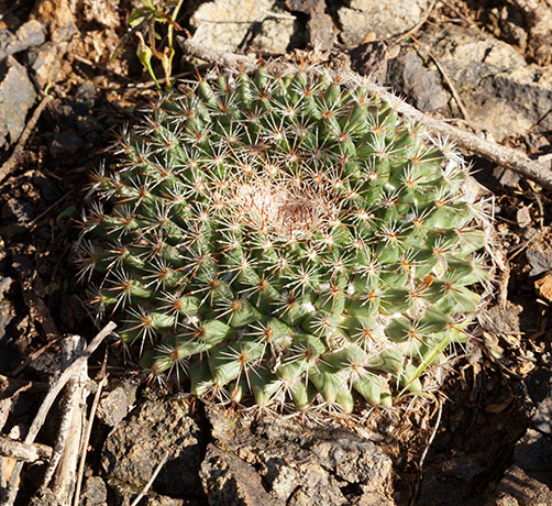 Cream Cactus Nipple Cactus Mammillaria macdougelli (m. heyderi, gummifera heyderi macdougelli) 