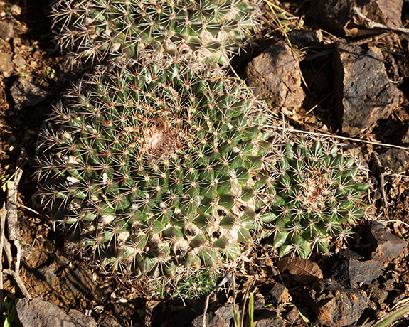 Cream Cactus Nipple Cactus Mammillaria macdougelli (m. heyderi, gummifera heyderi macdougelli) 