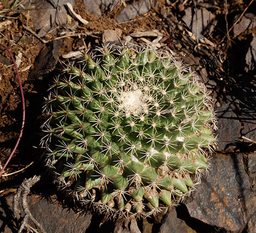 Cream Cactus Nipple Cactus Mammillaria macdougelli (m. heyderi, gummifera heyderi macdougelli)   