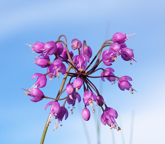 Nodding Onion Allium cernuum Nodding Wild Onion  
