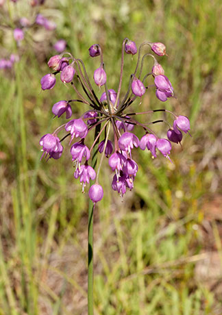 Nodding Onion Allium cernuum Nodding Wild Onion  