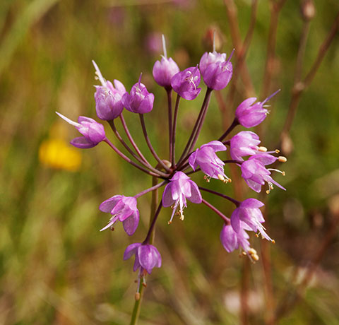 Nodding Onion Allium cernuum Nodding Wild Onion  