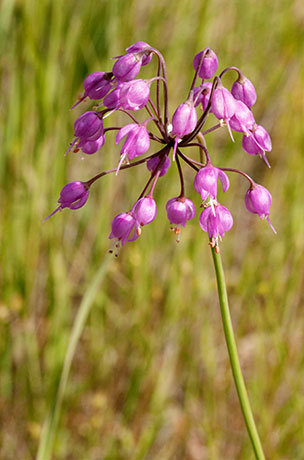 Nodding Onion Allium cernuum Nodding Wild Onion  