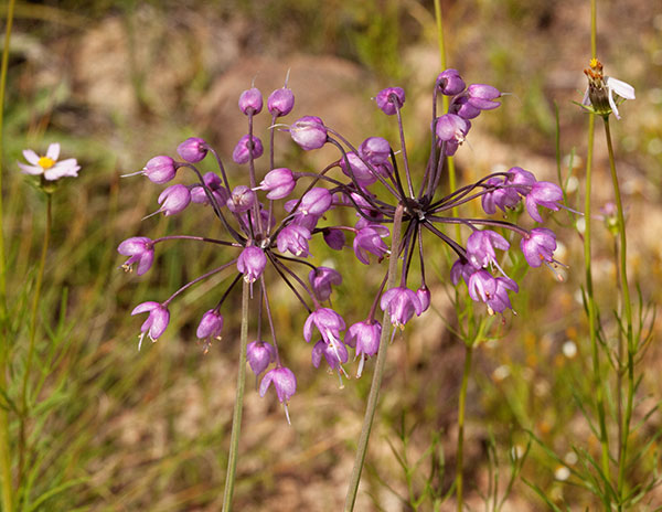 Nodding Onion Allium cernuum Nodding Wild Onion  