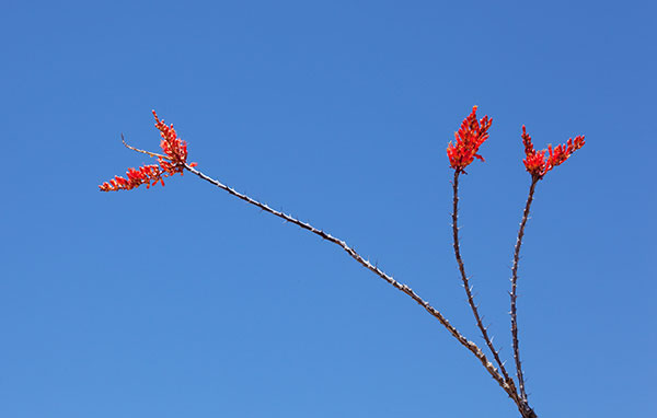Ocotillo Fouquieria splendens
