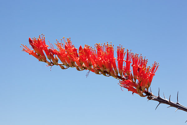 Ocotillo Fouquieria splendens