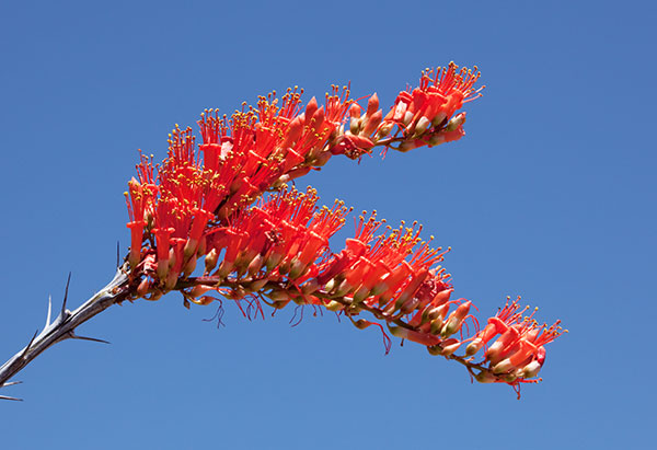 Ocotillo Fouquieria splendens