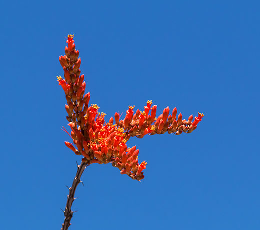 Ocotillo Fouquieria splendens