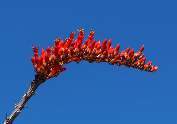 Ocotillo Fouquieria splendens