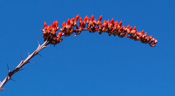 Ocotillo Fouquieria splendens