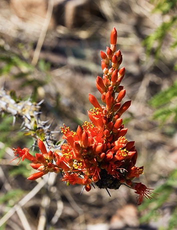 Ocotillo Fouquieria splendens