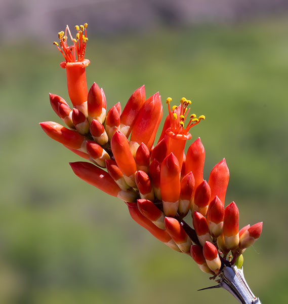 Ocotillo Fouquieria splendens