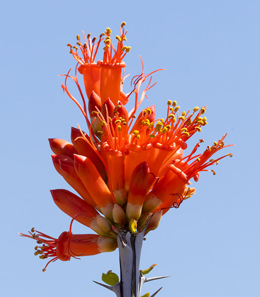 Ocotillo Fouquieria splendens
