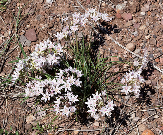 Desert Onion Allium macropetalum   