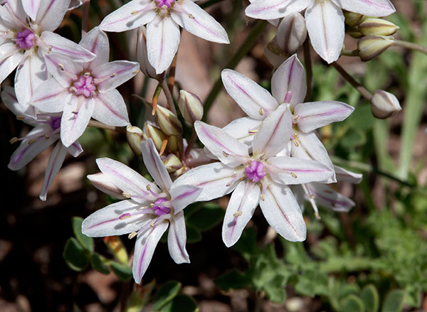 Desert Onion Allium macropetalum   