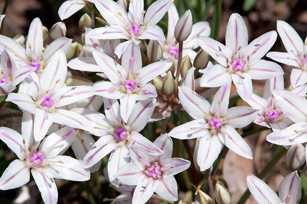 Desert Onion Allium macropetalum   