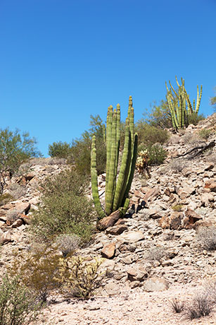 Organ Pipe Cactus Stenocereus thurberi