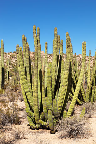 Organ Pipe Cactus Stenocereus thurberi