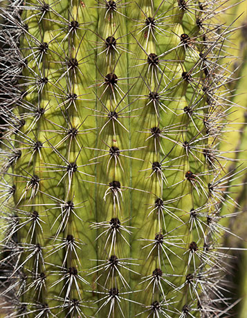 Organ Pipe Cactus Stenocereus thurberi