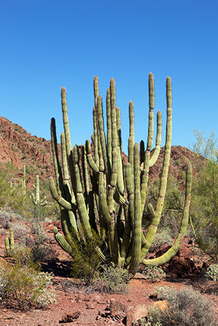 Organ Pipe Cactus Stenocereus thurberi