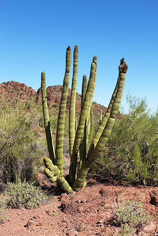 Organ Pipe Cactus Stenocereus thurberi