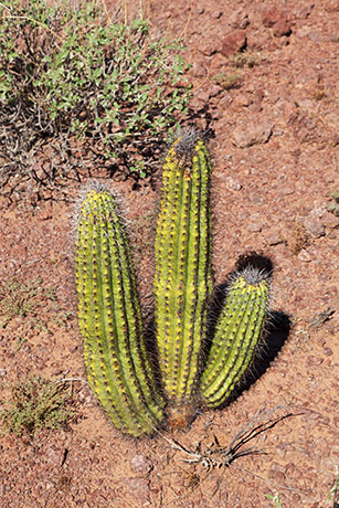 Organ Pipe Cactus Stenocereus thurberi