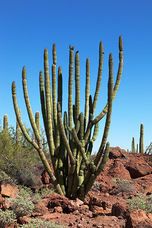 Organ Pipe Cactus Stenocereus thurberi