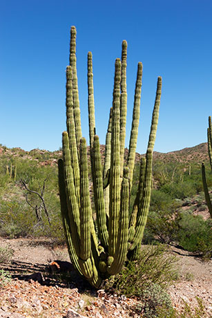 Organ Pipe Cactus Stenocereus thurberi