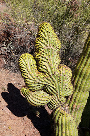 Organ Pipe Cactus Stenocereus thurberi
