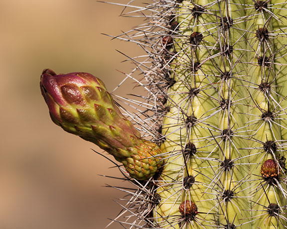 Organ Pipe Cactus Stenocereus thurberi