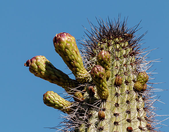 Organ Pipe Cactus Stenocereus thurberi