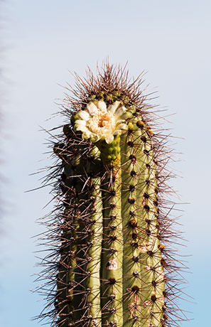 Organ Pipe Cactus Stenocereus thurberi