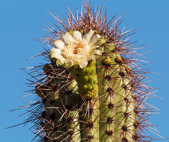 Organ Pipe Cactus Stenocereus thurberi