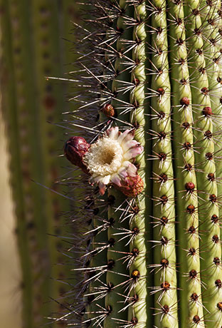 Organ Pipe Cactus Stenocereus thurberi