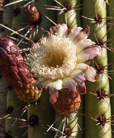 Organ Pipe Cactus Stenocereus thurberi