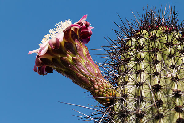 Organ Pipe Cactus Stenocereus thurberi