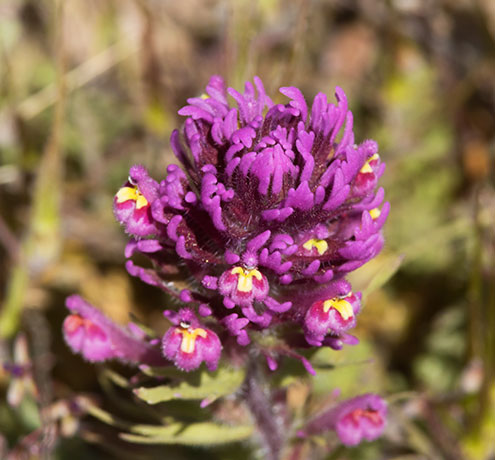 Owl Clover, Owl's Clover, Castilleja exserta ssp. exserta (Orthocarpus purpurascens ) 