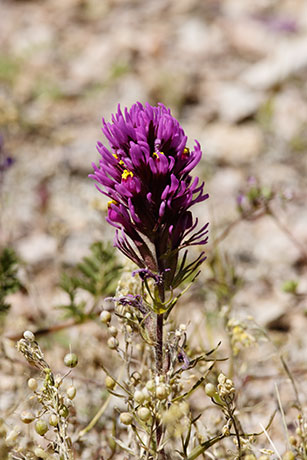 Owl Clover, Owl's Clover, Castilleja exserta ssp. exserta (Orthocarpus purpurascens ) 