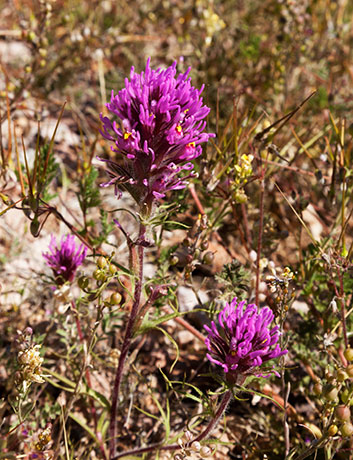 Owl Clover, Owl's Clover, Castilleja exserta ssp. exserta (Orthocarpus purpurascens ) 