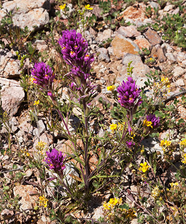Owl Clover, Owl's Clover, Castilleja exserta ssp. exserta (Orthocarpus purpurascens ) 