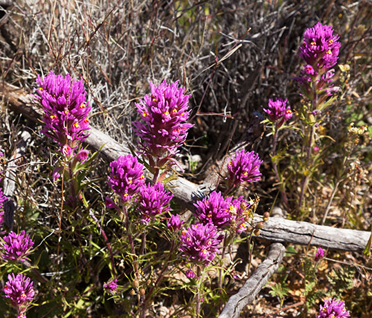 Owl Clover, Owl's Clover, Castilleja exserta ssp. exserta (Orthocarpus purpurascens ) 