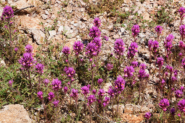 Owl Clover, Owl's Clover, Castilleja exserta ssp. exserta (Orthocarpus purpurascens ) 